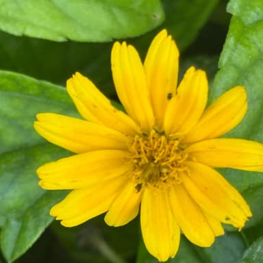 Image of a flower