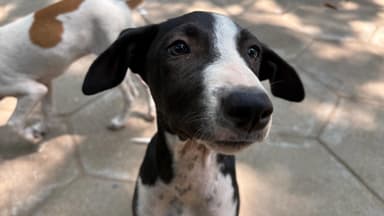 Image of a dog